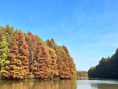 -上海海湾国家森林公园