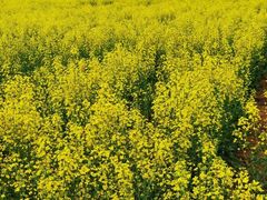 -汉长安城未央宫国家考古遗址公园