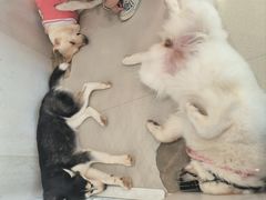 -共舞时光猫咖·狗咖(新街口店)