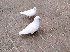 -东部华侨城