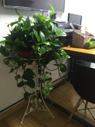 -Black Tattoo Studio