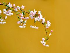 -龙华寺