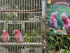 -南宫五洲植物乐园