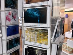 -怀托摩萤火虫洞