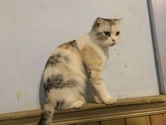 -猫色咖啡·猫咖