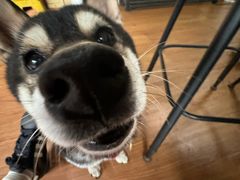 -柴犬高等学院·狗咖·柴犬售卖·宠物训练