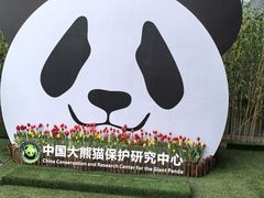-都江堰中华大熊猫苑