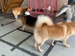 -汪说·狗咖(旺城大厦店)