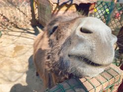 -萌宠亲子动物乐园(槐房万达店)