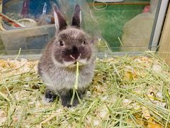 -藦茜花园宠物主题亲子互动体验馆(国顺东路店)