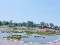 -白洋淀风景区
