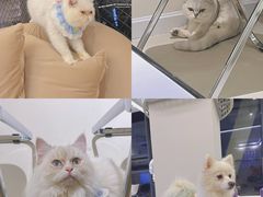 -怪兽屋·羊驼·猫咖·狗咖(俊华广场店)