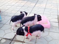 upload_pic-北戴河集发农业梦想王国