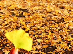 -长白岛森林公园