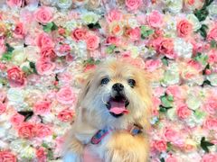 -百好乐宠物友好餐厅(朝外大街店)