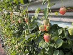 -大自然农场蔬菜草莓采摘园