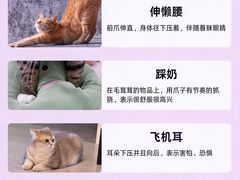 -翊宠yipet猫狗购宠庄园犬舍•猫舍