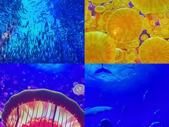 -海合安天津极地海洋公园