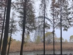 -苏州太湖湖滨国家湿地公园