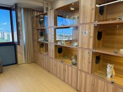 -猫十亿·布偶金渐层·曼基康矮脚猫舍(青年路店)