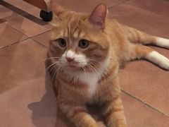 -瑞派宠物医院·犬猫全科·猫友好(宾水西道店)