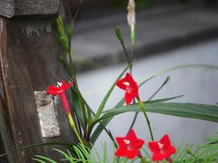 -三林塘老街