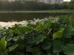 -新江湾城公园