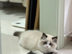 -小猫来了·猫舍(红山六九七九店)