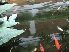 -白天鹅宾馆·流浮阁咖啡厅