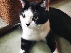 -喵屿·大理花园猫咖