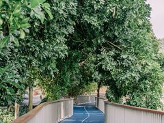 -银湖山郊野公园-相思林