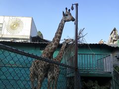 -观澜山水田园