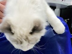 -宠福鑫康馨动物医院·骨科·眼科