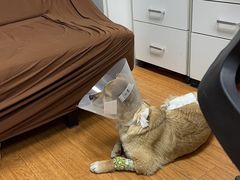 -北京观赏动物医院·24小时大型综合·猫专科·异宠专科