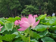 -莲池书院博物馆