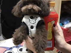 -爱宠屋pet shop·宠物洗澡·宠物美容