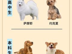 -翊宠yipet猫狗购宠庄园犬舍•猫舍