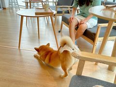 -南京Hallo宠物乐园·哈罗犬舍·柴犬繁育基地