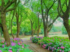 -上海滨江森林公园