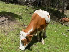 -硗碛藏寨·神木垒景区