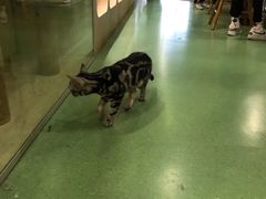 -藦茜花园宠物主题亲子互动体验馆(国顺东路店)