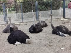 -长白岛森林公园