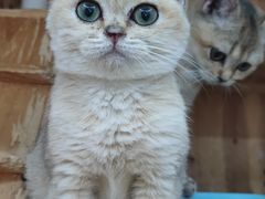 -圣宠宠物(平吉花卉市场店)