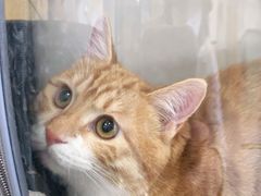 -中农大我爱我爱动物医院·核磁CT·猫病·24小时夜诊中心(石佛营店)