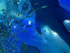 -成都浩海立方海洋公园