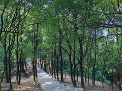 -火炉山森林公园