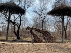 -北京野生动物园