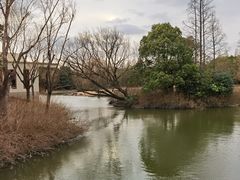 -上海滨江森林公园