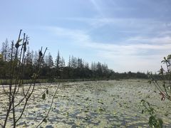 -上海长兴岛郊野公园