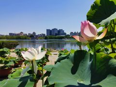 -莲花池公园